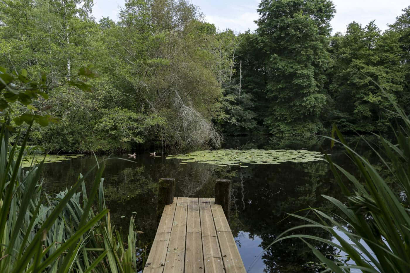 Gîte de la PIerre. Etang