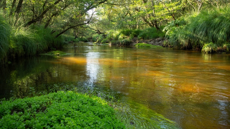La leyre et sa forêt galerie, un milieu aussi riche que fragile