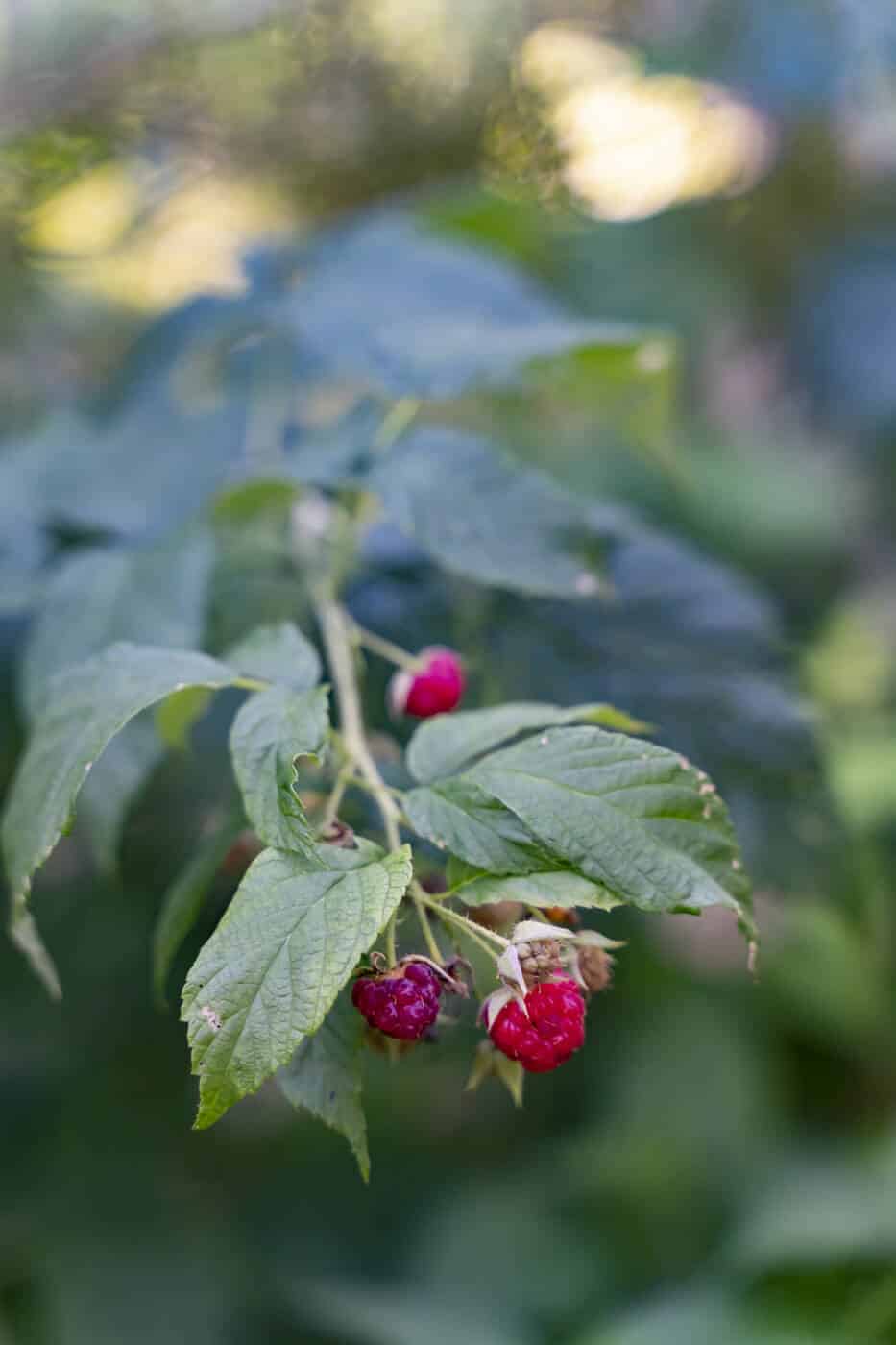 Petits fruits de la ferme des beleuets