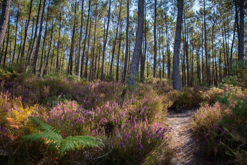 foret de pin et sa callune (bruyère locale) en fleur au milieu de la pinède ensoleillée