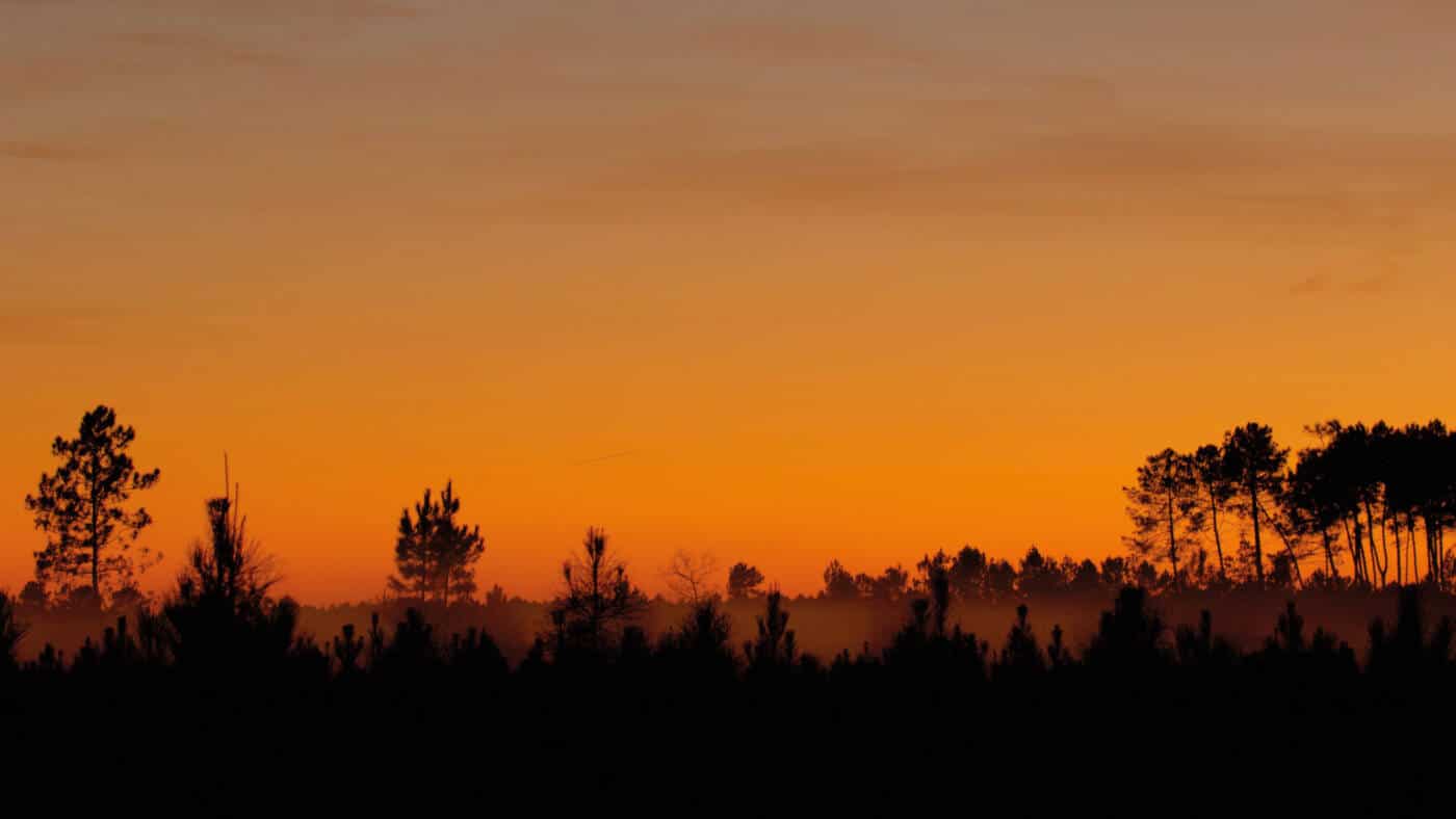 Paysage de pinède au coucher du soleil