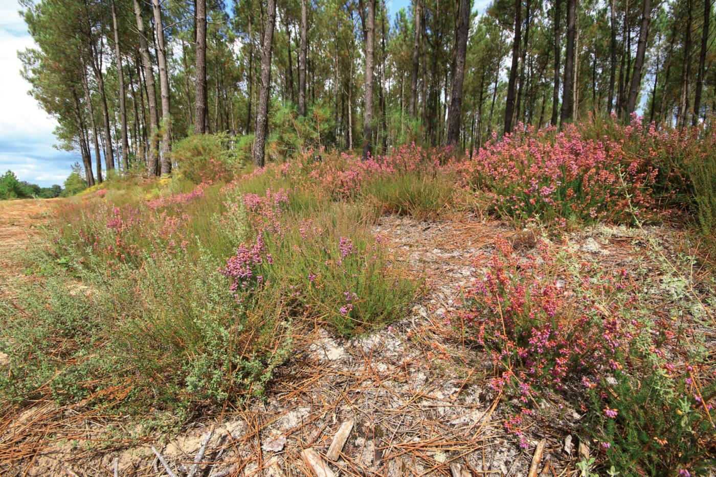 Bruyère en fleur le long d'un sentier de balade dans la pinède