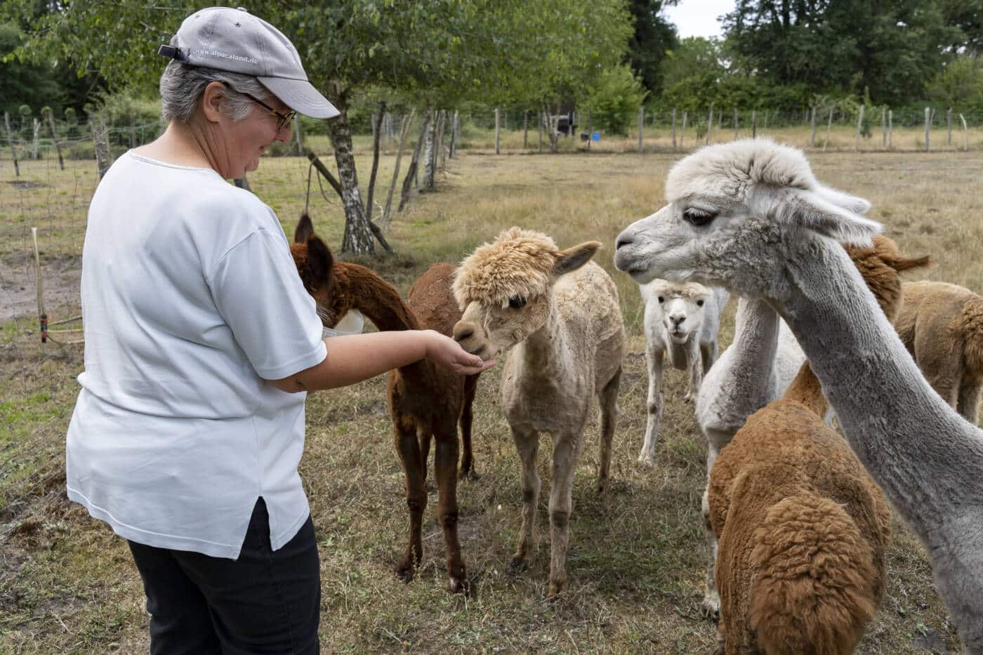 Ferme le Hillot élevage d'alpagas