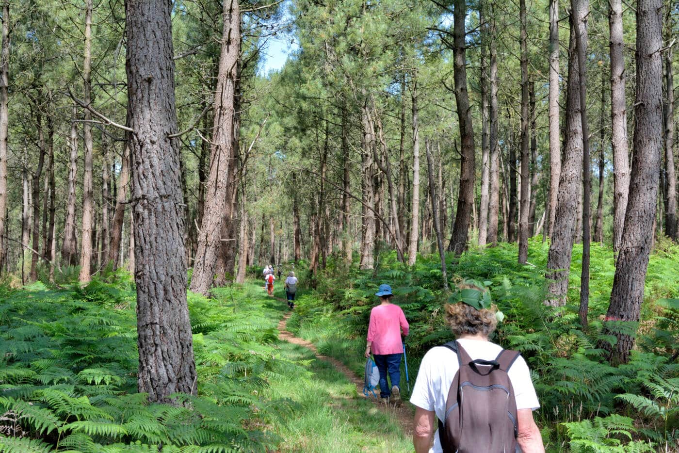 Itinérance à pied à travers les Landes de Gascogne