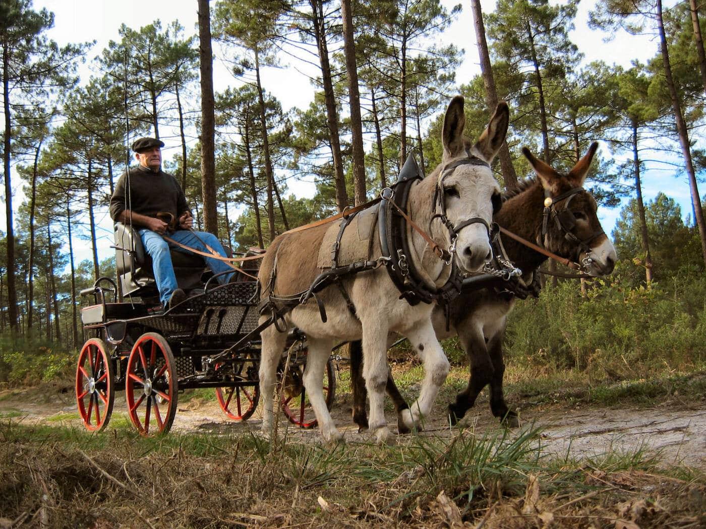 Balade en calèche avec les ânes