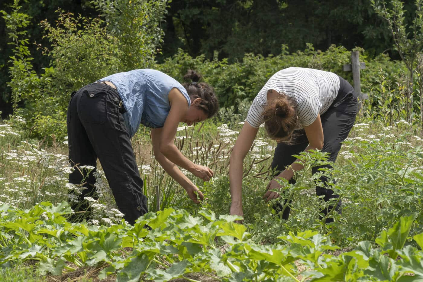 Travail de la terre à la Ferme des filles