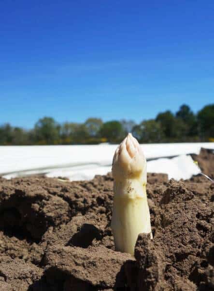 L'asperge des sables blancs
