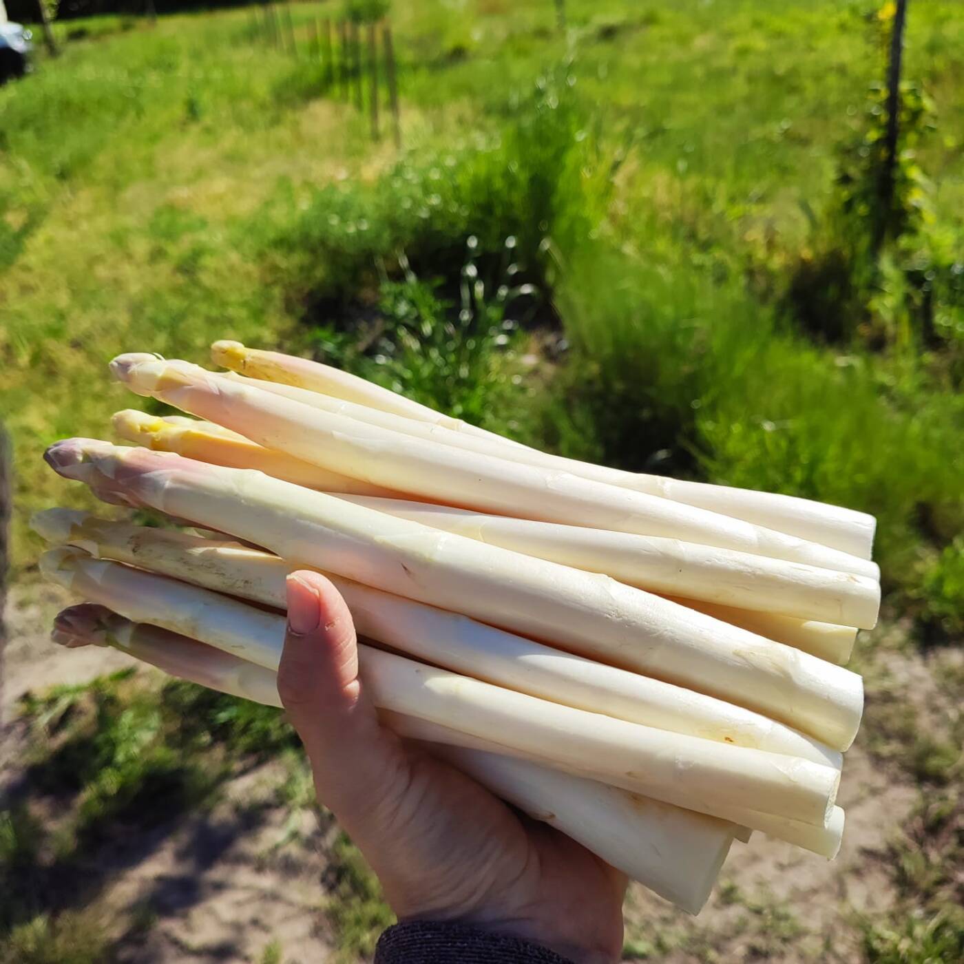 Asperges de la Ferme des sables blancs@FDS Asperges de la Ferme des sables blancs
